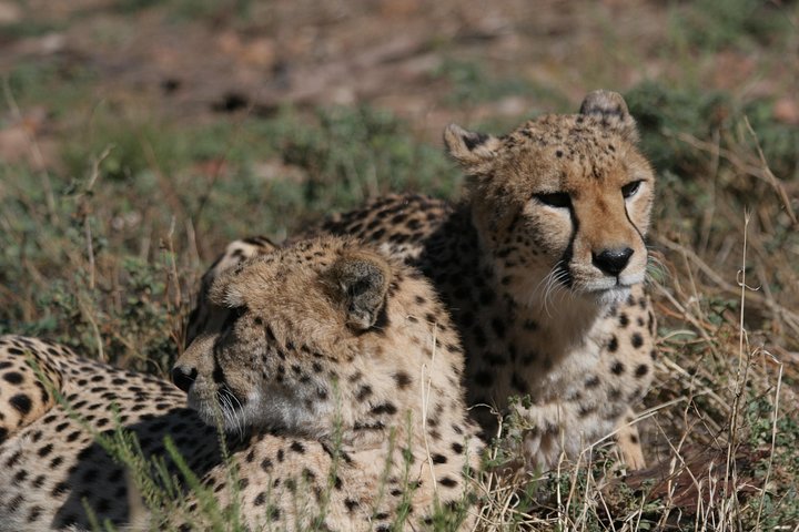 Shared Transfers to and from Safari Game Reserve (excluding entrance fees) - Image 4