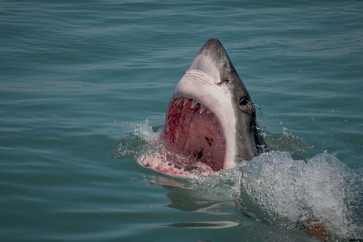 Shark Cage dive in Gansbaai see Bronze & Other, sometimes Great Whites - Image 5
