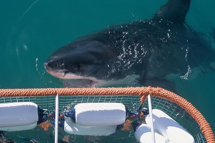 Shark Cage dive in Gansbaai see Bronze & Other, sometimes Great Whites - Image 3
