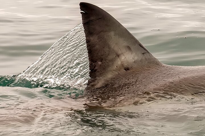Shark Cage dive in Gansbaai see Bronze & Other, sometimes Great Whites - Image 2