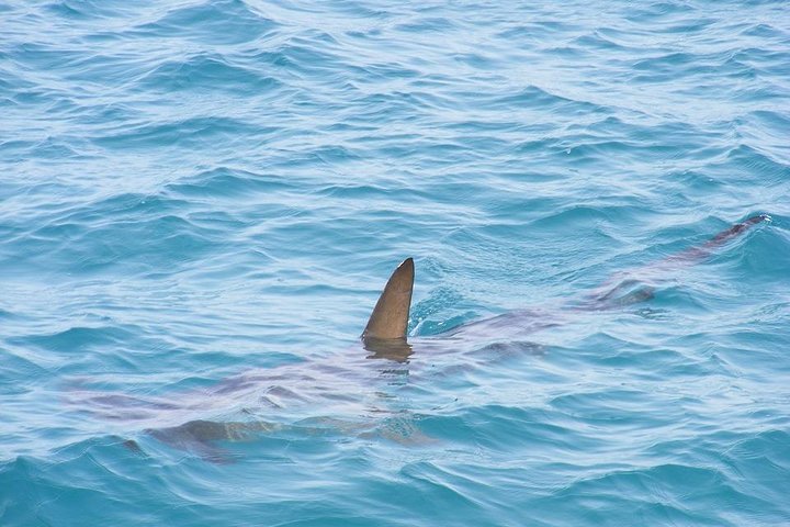 Shark Diving Adventure Penguins in Gansbaai From Cape Town F Day - Image 3