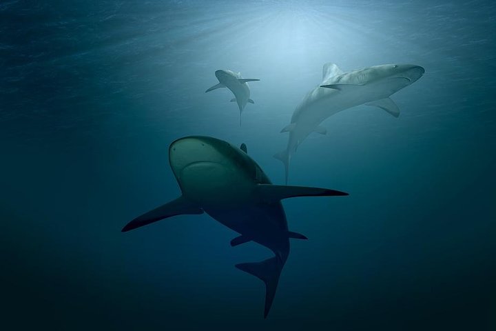 Shark Diving Adventure Penguins in Gansbaai From Cape Town F Day - Image 2