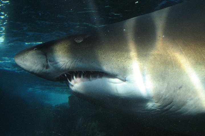 Shark Diving Adventure Penguins in Gansbaai From Cape Town F Day - Image 5