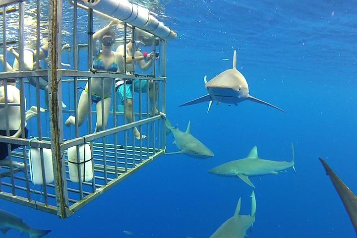 Shark Diving Adventure Penguins in Gansbaai From Cape Town F Day - Image 4
