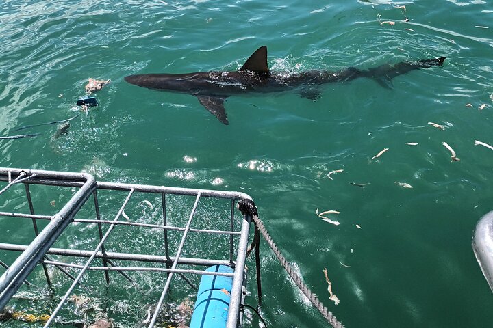 Shark Diving Adventure Penguins in Gansbaai From Cape Town F Day - Image 1
