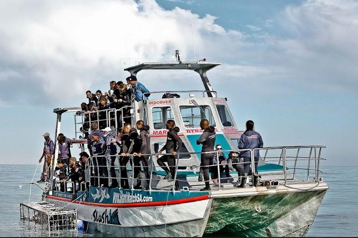 Shark Diving Full Day Guided Return Transfer to Gansbaai from Cape Town - Image 2