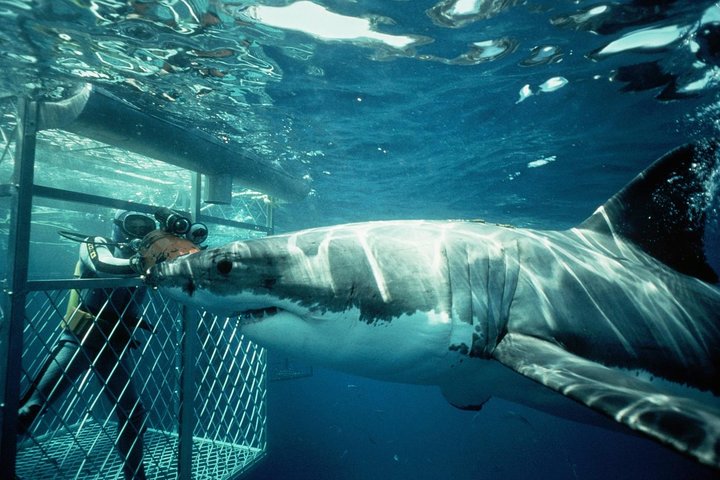 Shark Diving Full Day Guided Return Transfer to Gansbaai from Cape Town - Image 1