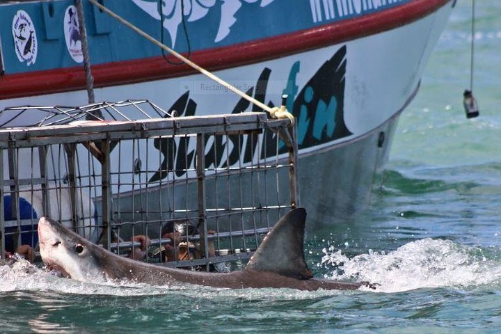 Shark Diving Full Day Guided Return Transfer to Gansbaai from Cape Town - Image 3