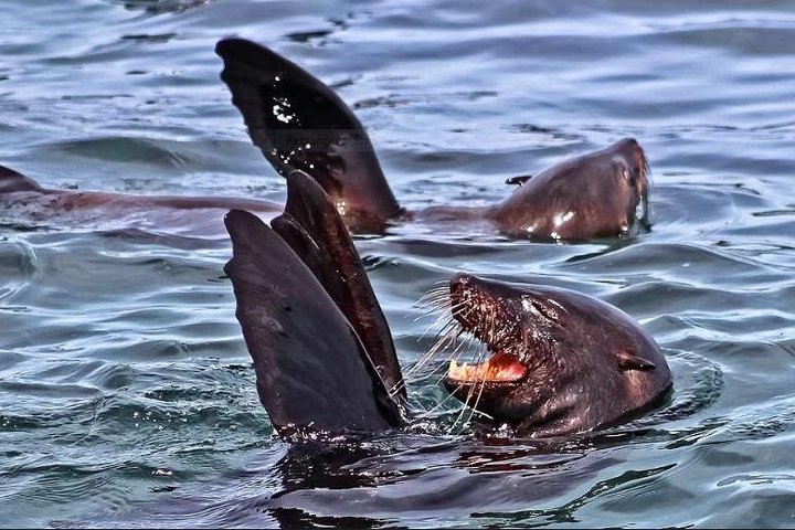 Shark Diving Full Day Guided Return Transfer to Gansbaai from Cape Town - Image 5