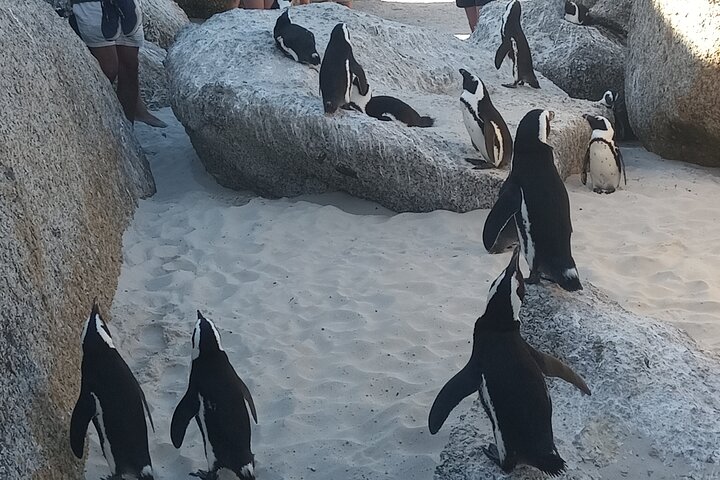 Small Group tour to Cape of Good Hope and Boulders Beach Penguin  - Image 1