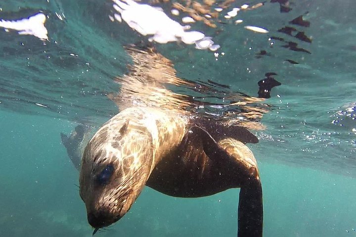 Snorkeling with Seals and Cape Peninsula Full-Day Private Tour - Image 1