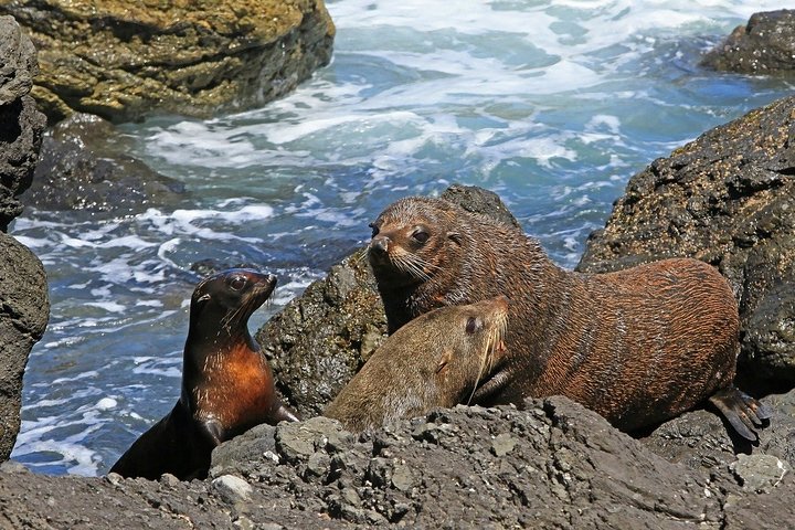 Snorkeling with Seals and Cape Peninsula Full-Day Private Tour - Image 4