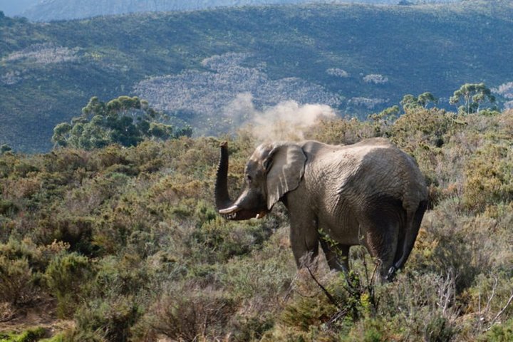South Africa - 5 Day Garden Route & Addo Adventure & Accommadation - Image 2