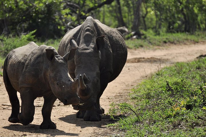 South Africa - Cape Town Best Of Aquila Safari Fullday Tour - Image 3