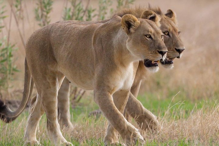 South Africa Cape Town, Big Five Safari Gateway Tour - Image 2