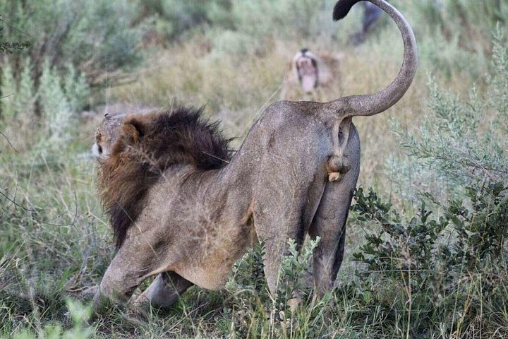 South Africa Cape Town, Big Five Safari Gateway Tour - Image 3
