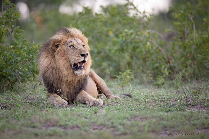 South Africa Cape Town, Big Five Safari Gateway Tour - Image 4