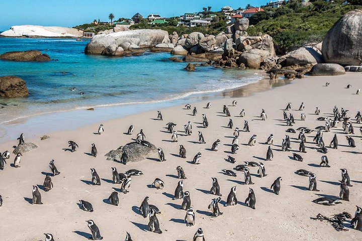 South Africa Cape Town, Cape Peninsula Full Day Tour - Image 2