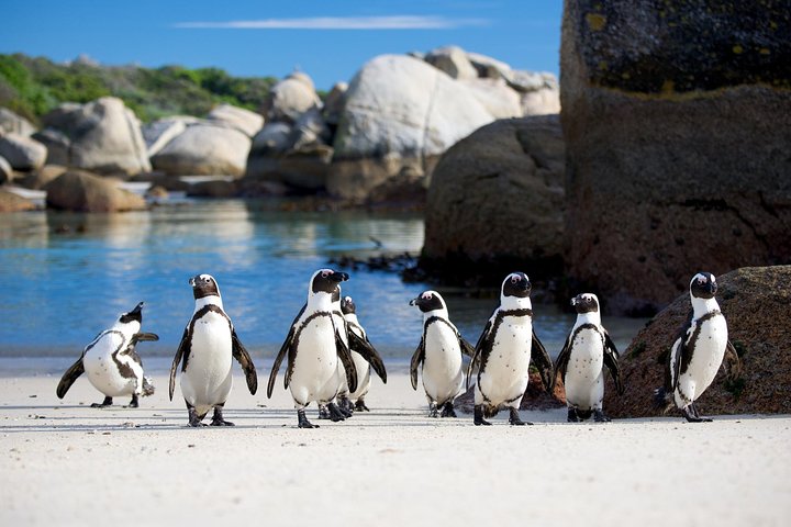 South Africa , Cape Town, Nelson Mandela Gateway & Cape Peninsula Penguin Tour - Image 4