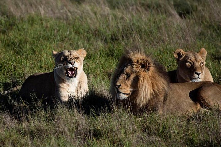 South Africa-Cape town ( The Best Big Five Safari tour ) - Image 1
