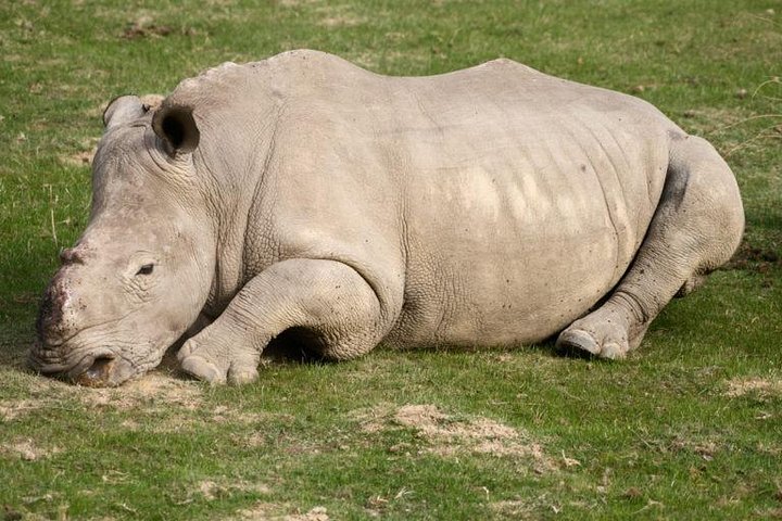 South Africa-Cape town ( The Best Big Five Safari tour ) - Image 4