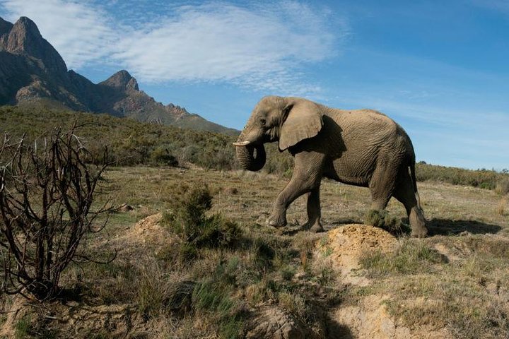 South Africa-Cape town ( The Best Big Five Safari tour ) - Image 5