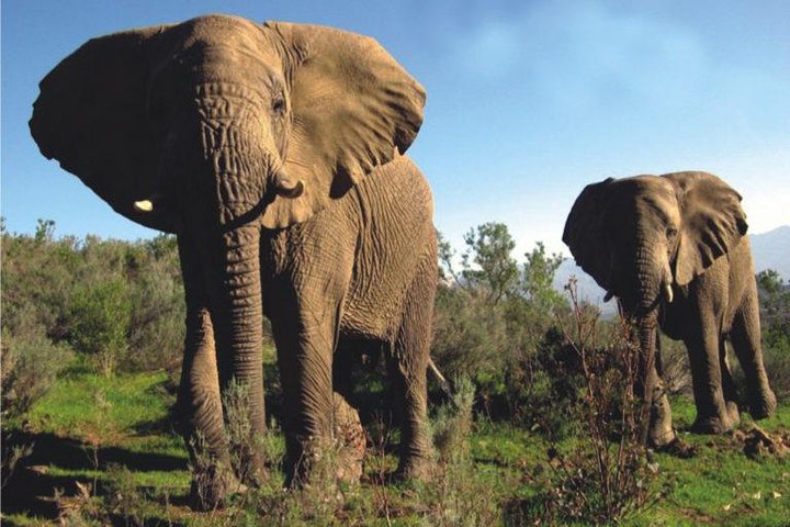 South Africa-Cape town ( The Best Big Five Safari tour ) - Image 3