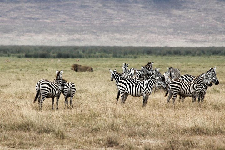 South Africa. Cape Town Tour, Aquila Safari Game Reserve Overnight - Image 3
