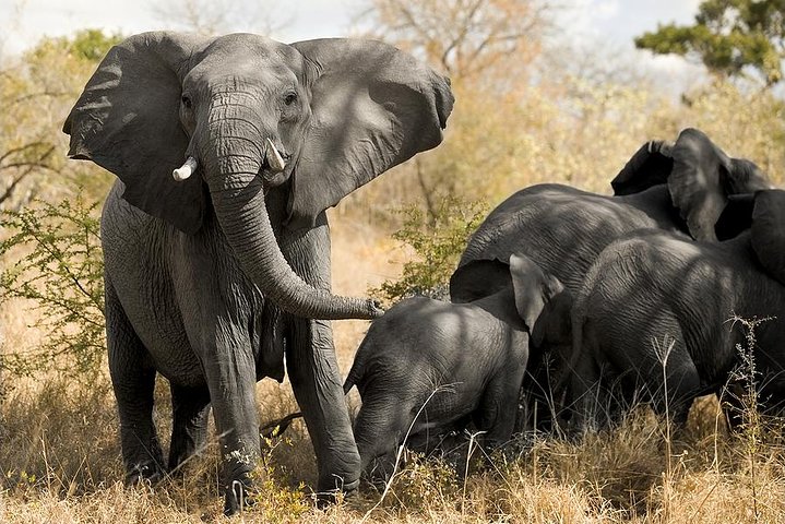 South Africa. Cape Town Tour, Aquila Safari Game Reserve Overnight - Image 4