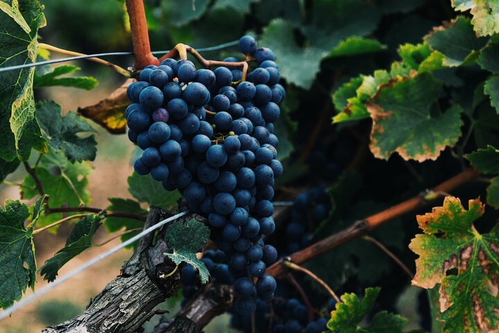 Stellenbosch & Franschhoek Full Day Wine Shared Tour - Image 2