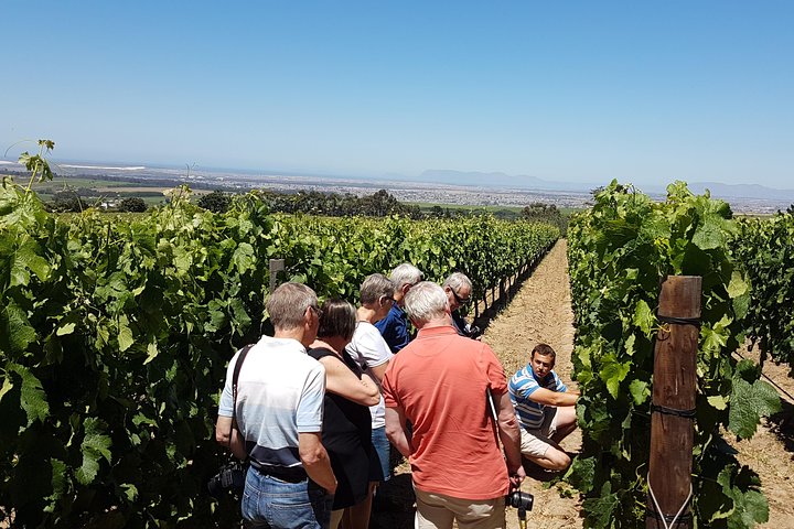 Stellenbosch Valley. Private wine tour with winemaker in Swedish or English. - Image 3
