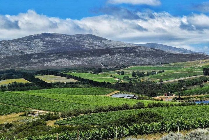Stellenbosch Winelands Experience - Image 4