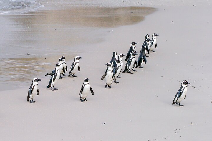 Table Mountain, Cape Point, Penguin Private Day Tour All Included - Image 4