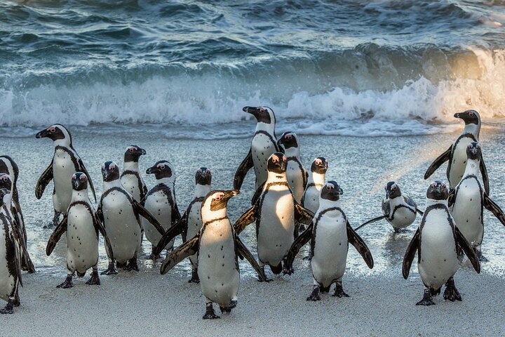 Table Mountain, Penguins & Cape of Good Hope Small Group Top Tour from Cape Town - Image 3