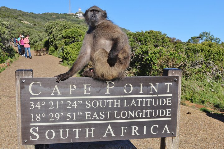 Table Mountain, Penguins & Cape Point Small Group Tour from Cape Town - Image 3