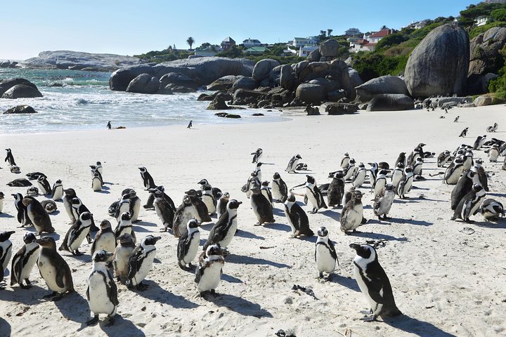 Table Mountain, Penguins Colony and Cape of Good Hope Small Group Shared Tour - Image 3
