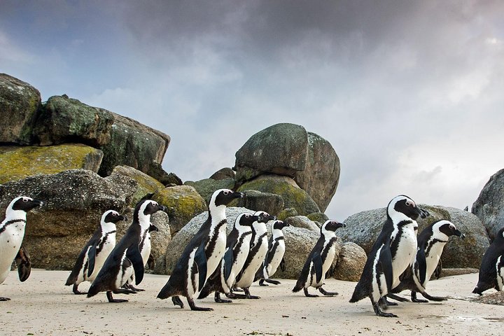 Table Mountain-Wines-Penguins-Cape Point All Inclusive Group Tour - Image 2