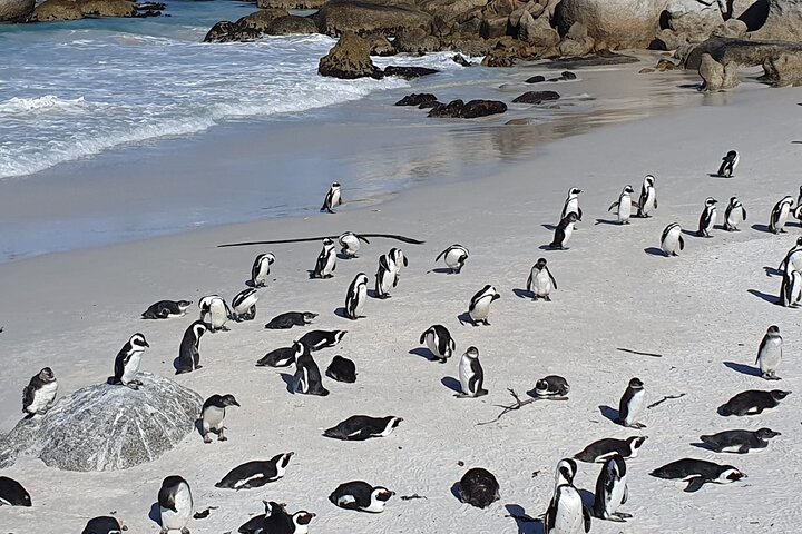 Table Mountain,Cape Point & Penguins Shared Tour, From Cape Town - Image 4
