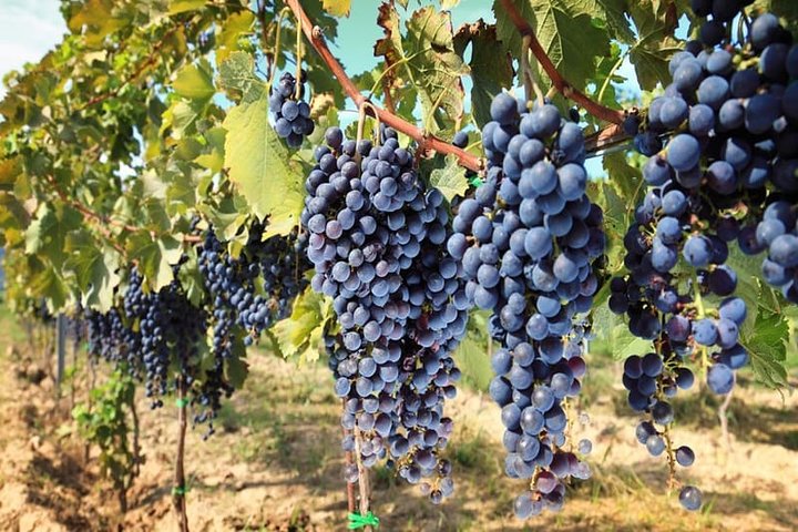 The Winelands Private Day Tour from Cape Town - Image 1