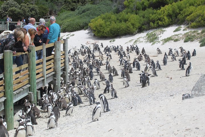 T/Mountain Cape Point + Stellenbosch Wineries / Group (10) 2 Days - Image 2