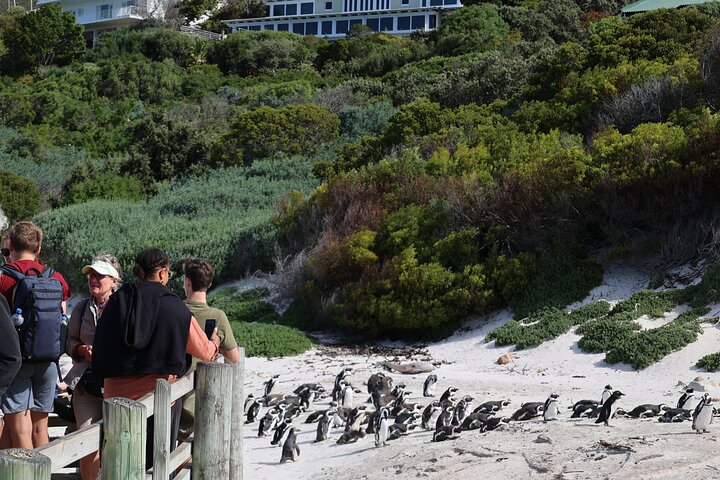 Tour Cape Peninsula and Boulders Beach Day Trip from Cape Town - Image 4