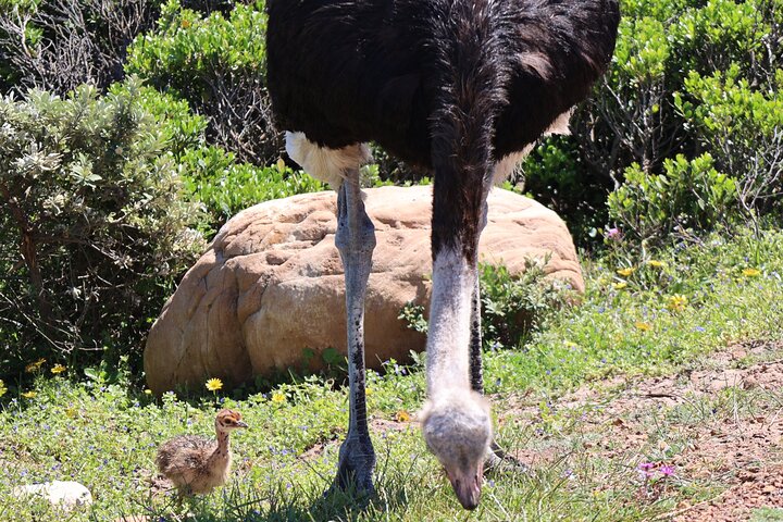 Tour Cape Peninsula and Boulders Beach Day Trip from Cape Town - Image 5