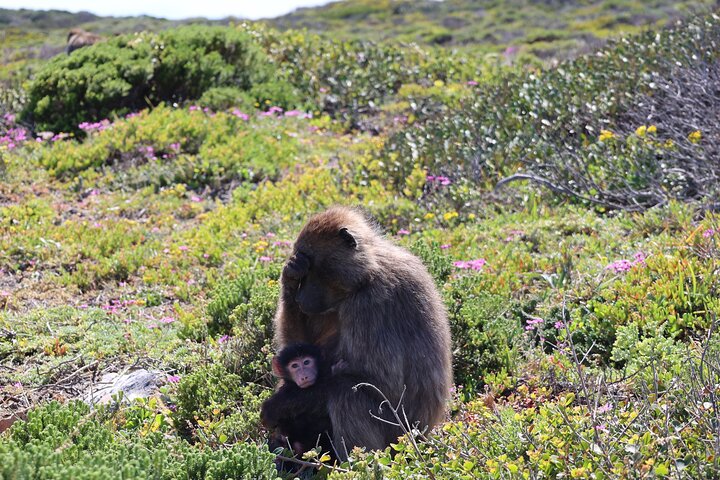 Tour Cape Peninsula and Boulders Beach Day Trip from Cape Town - Image 1