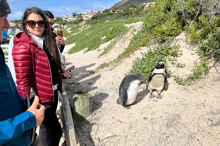 Viator VIP: Private Tour Cape Point, Cape Of Good Hope & Penguins - Image 1