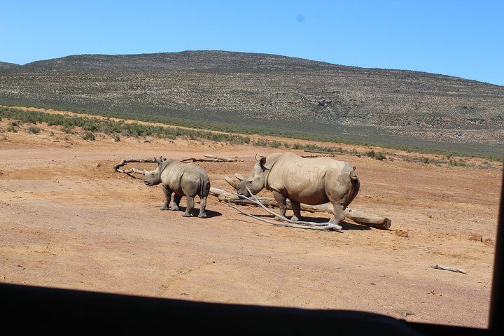 Visit African Big 5 Safari Aquila Game Reserve from Cape Town - full Day - Image 5