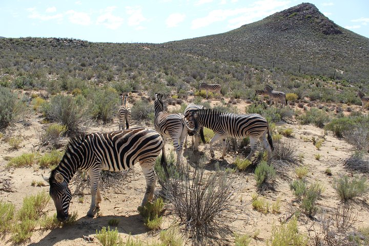 Visit African Big 5 Safari Aquila Game Reserve from Cape Town - full Day - Image 1