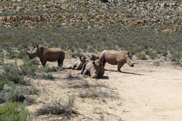 Visit African Big 5 Safari Aquila Game Reserve from Cape Town - full Day - Image 4