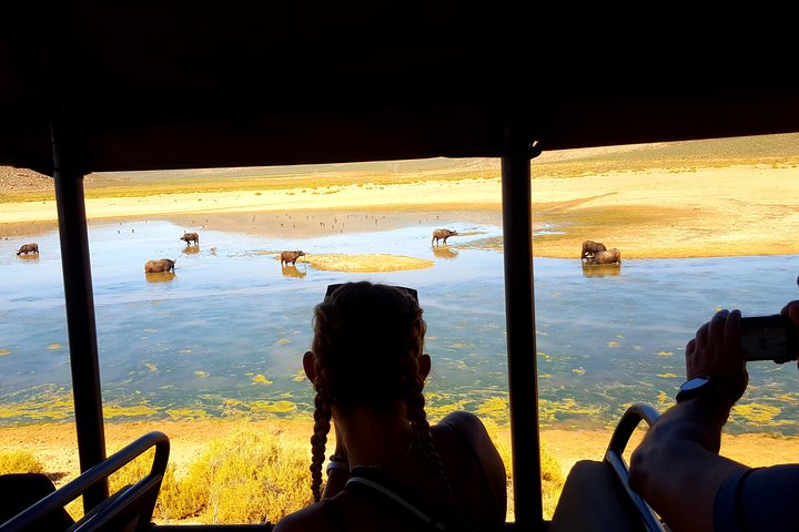 Visit African Big 5 Safari Aquila Game Reserve from Cape Town - full Day - Image 2