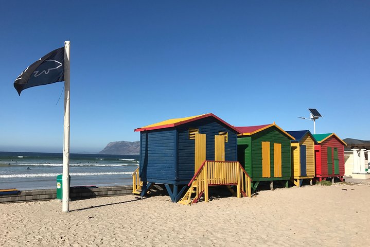 Visit African Penguins and Cape of Good Hope  - Image 1