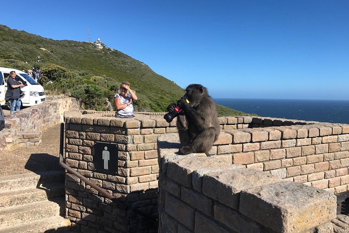 Visit African Penguins and Cape of Good Hope  - Image 3